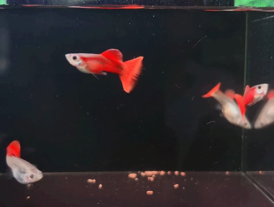 孔雀鱼精选精品孔雀鱼