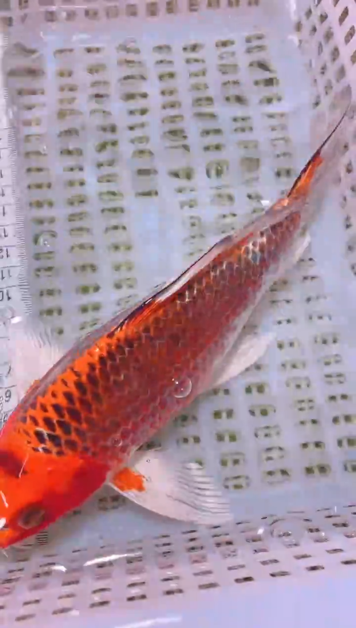 锦鲤冷水观赏鱼全场包邮119