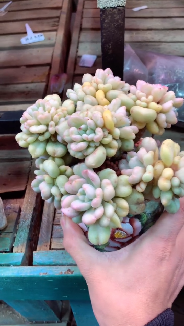 334L（一物一拍，精品多肉，所见即所得 ）