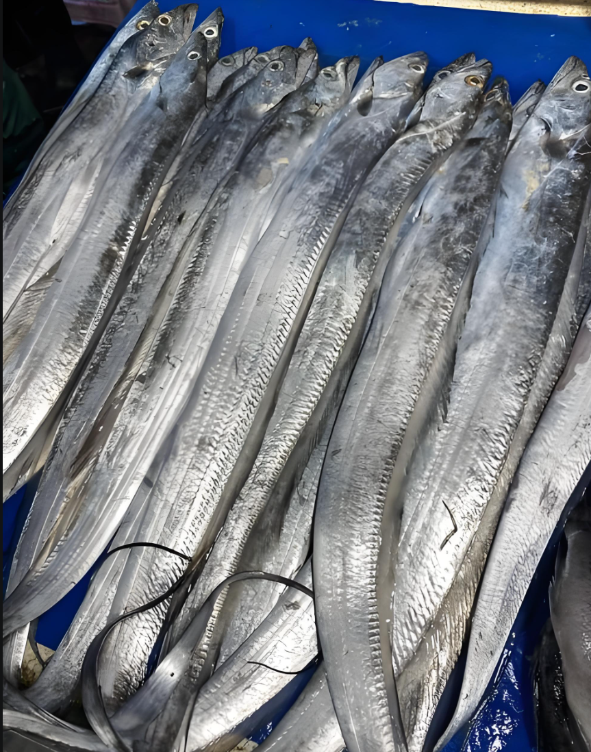 【东海野生油带鱼4斤】5条深海海捕野生带鱼