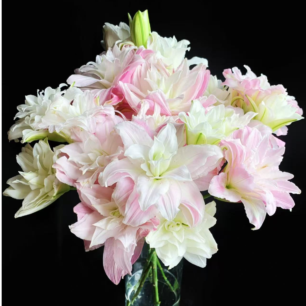 双头莲花春天重瓣百合 -任意两单顺丰包邮