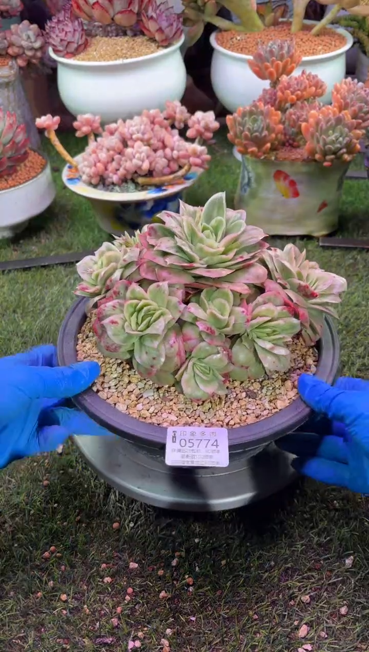 【闪购商品】05774