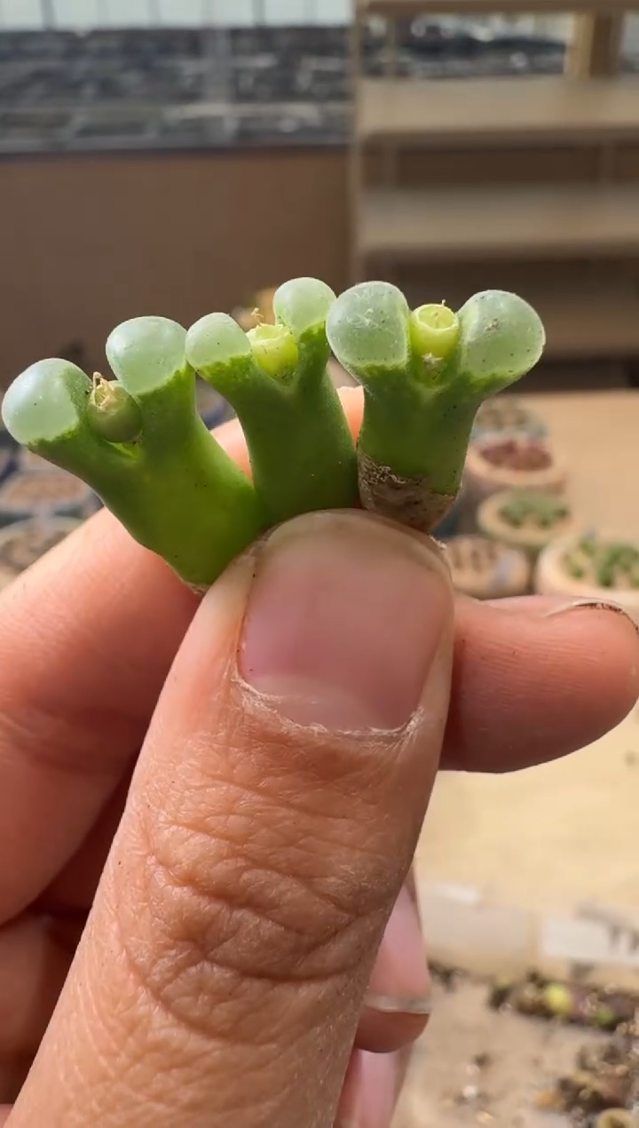 8-170多肉植物肉锥