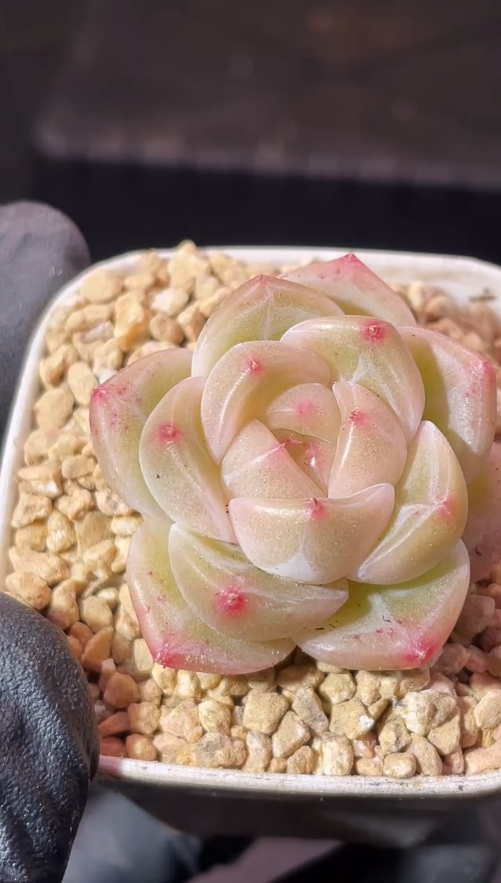 6-28奇妙翡2-3厘米量拍发一颗