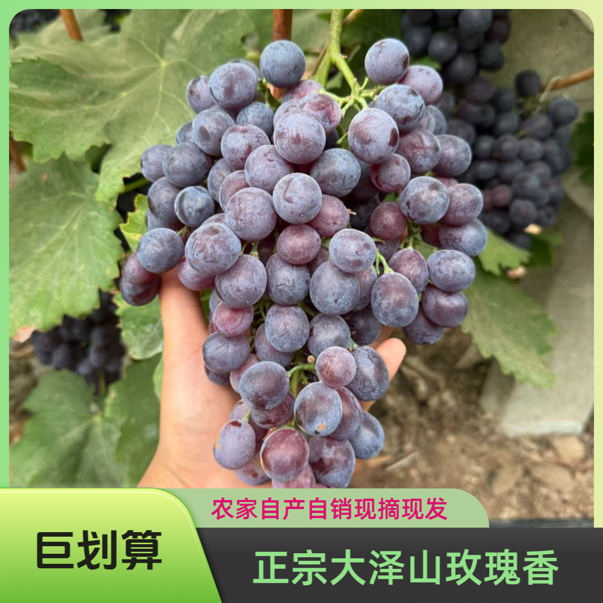 正宗大泽山玫瑰香葡萄新鲜现摘现发水果零食