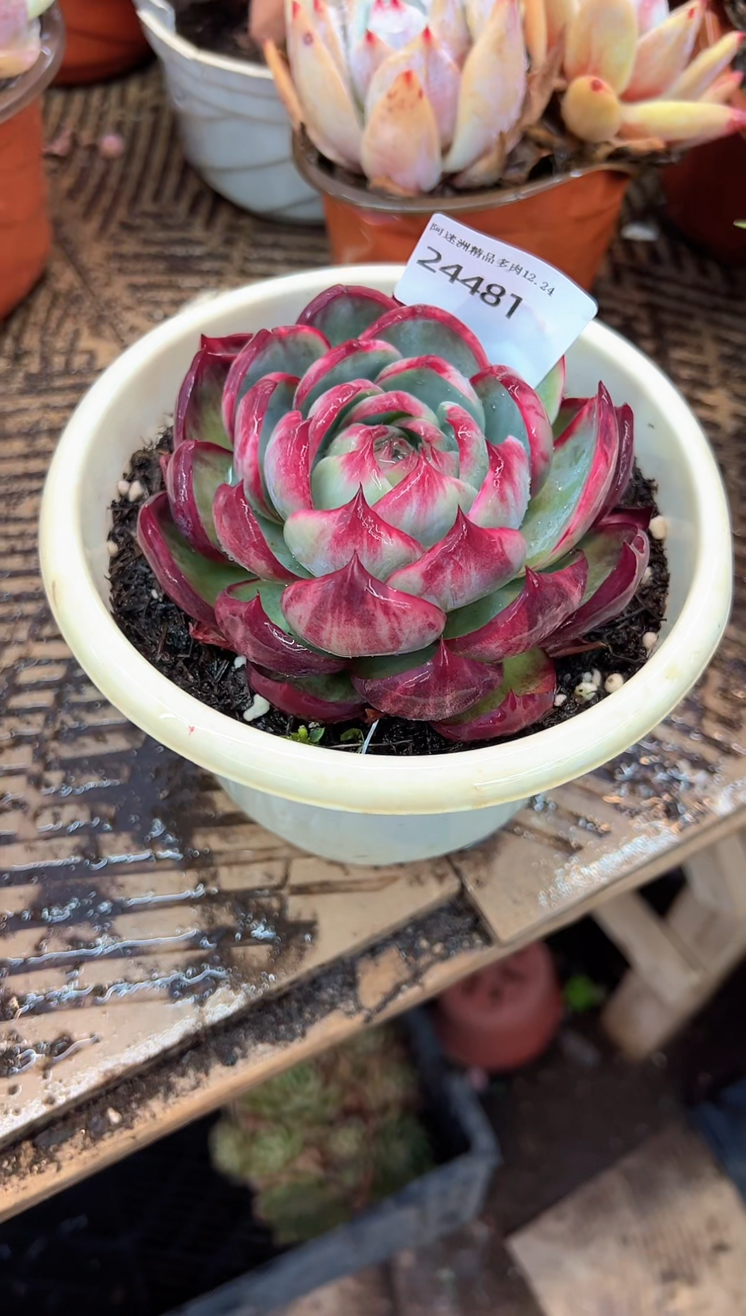 琴*多肉植物一物一拍24481