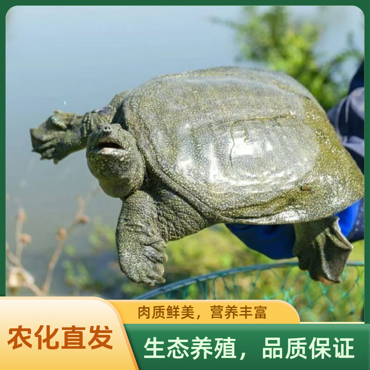 鲜活甲鱼5只共6-5斤生猛老鳖黑青花顺丰包邮到家不低于5斤