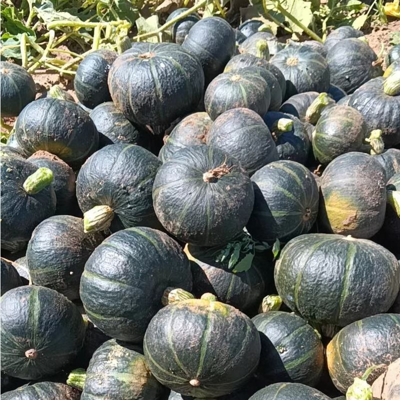 贝贝南瓜，小南瓜，净重发货