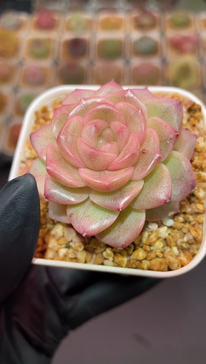 闪购460 粉翡多肉一颗  4-4.5厘米