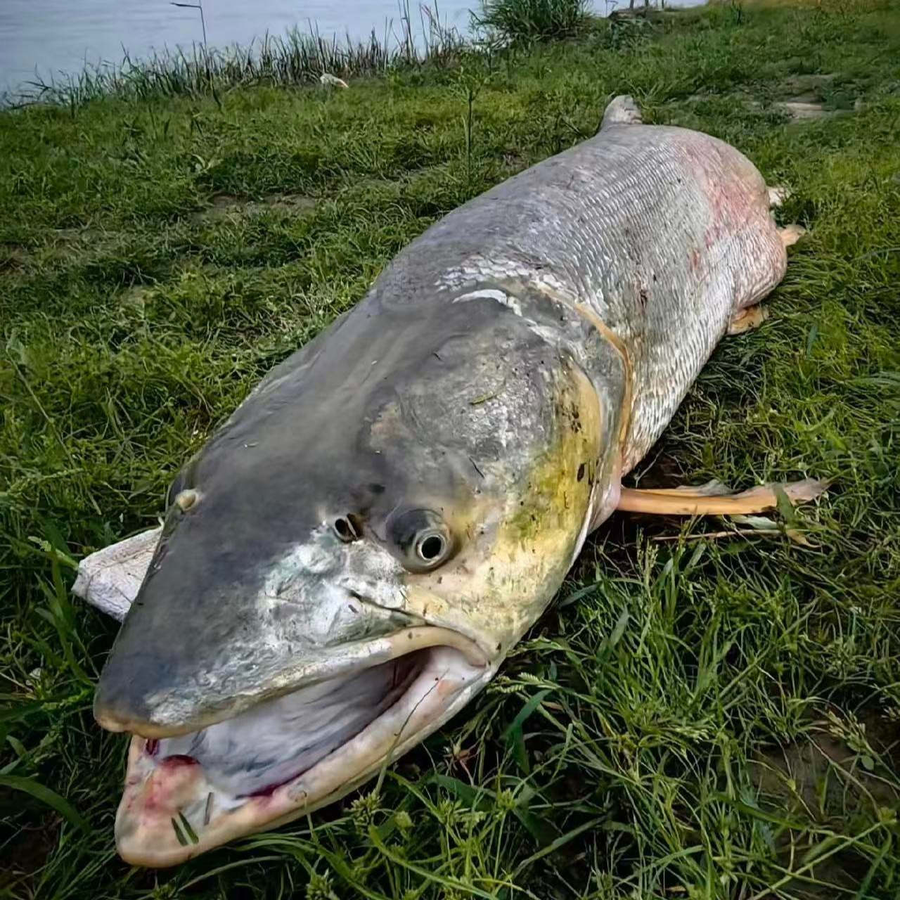 纯野生大鱤鱼（20-100斤0）