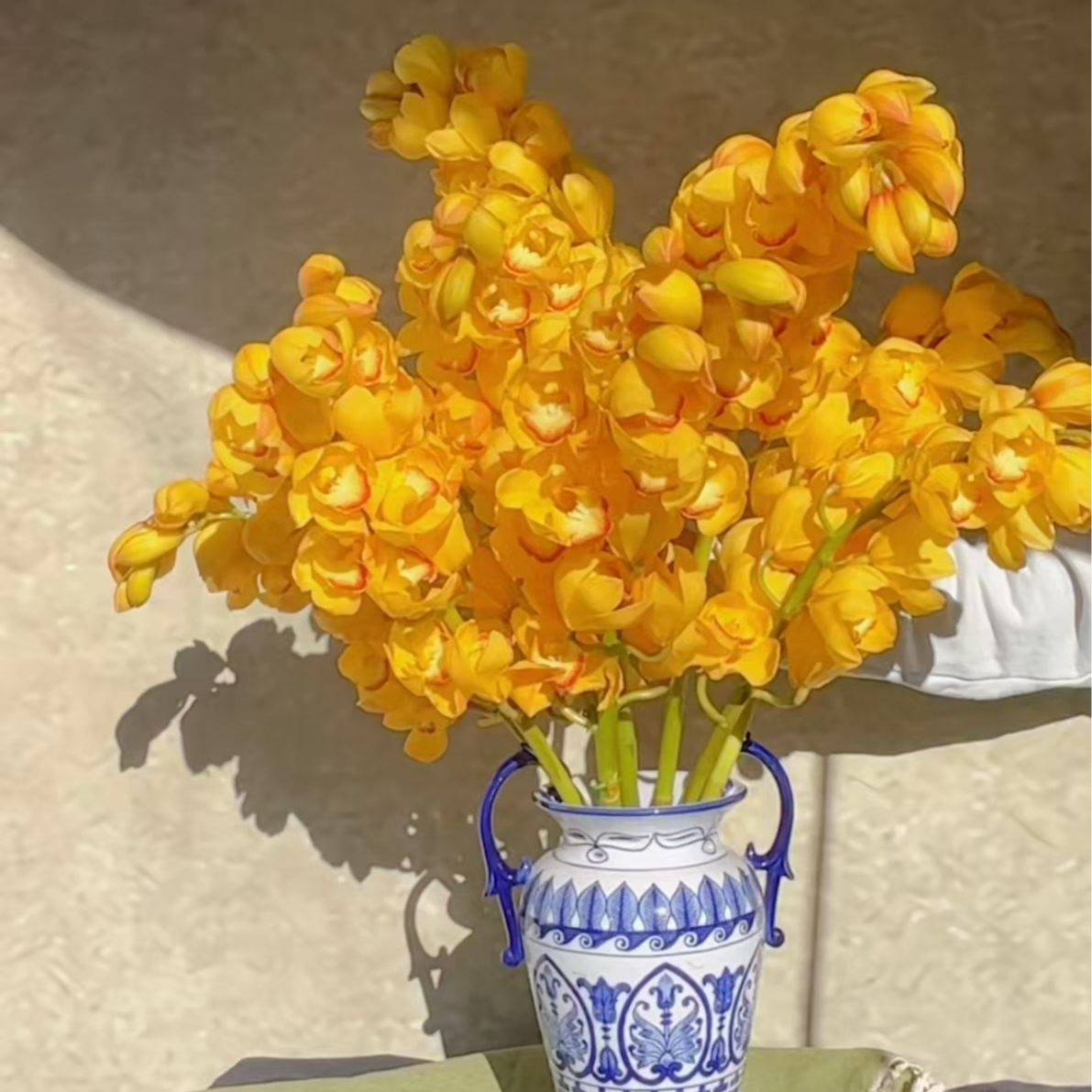 【小茶专属惠兰链接】鲜花】云南产地直发 | 新鲜采摘