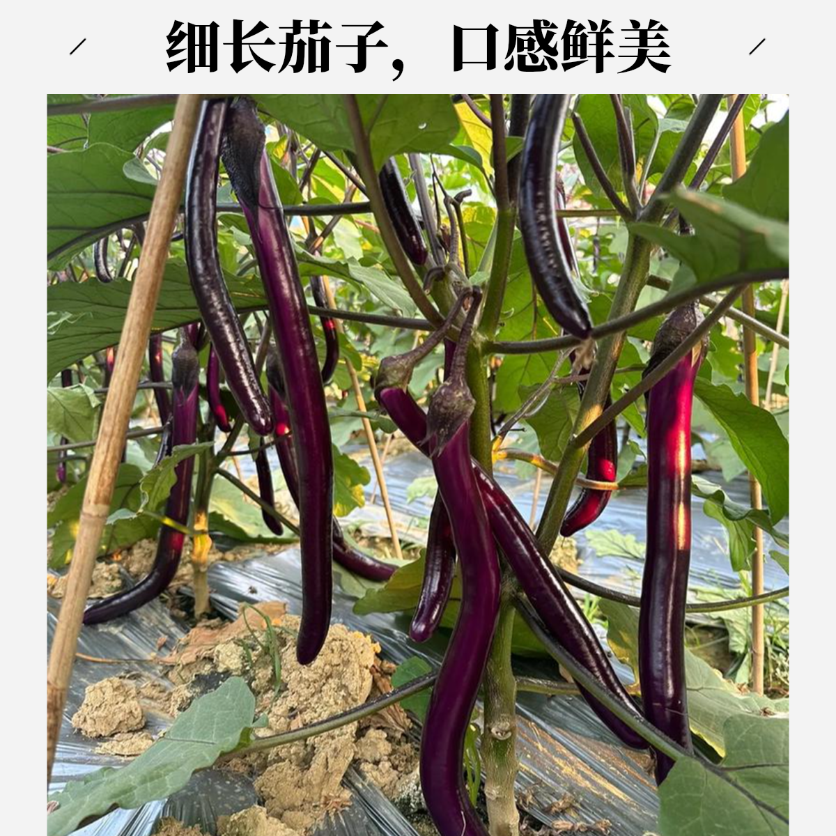 【小鱼儿生鲜】头茬现摘新鲜  线茄杭茄  3斤±2两【顺丰包邮到家】线茄