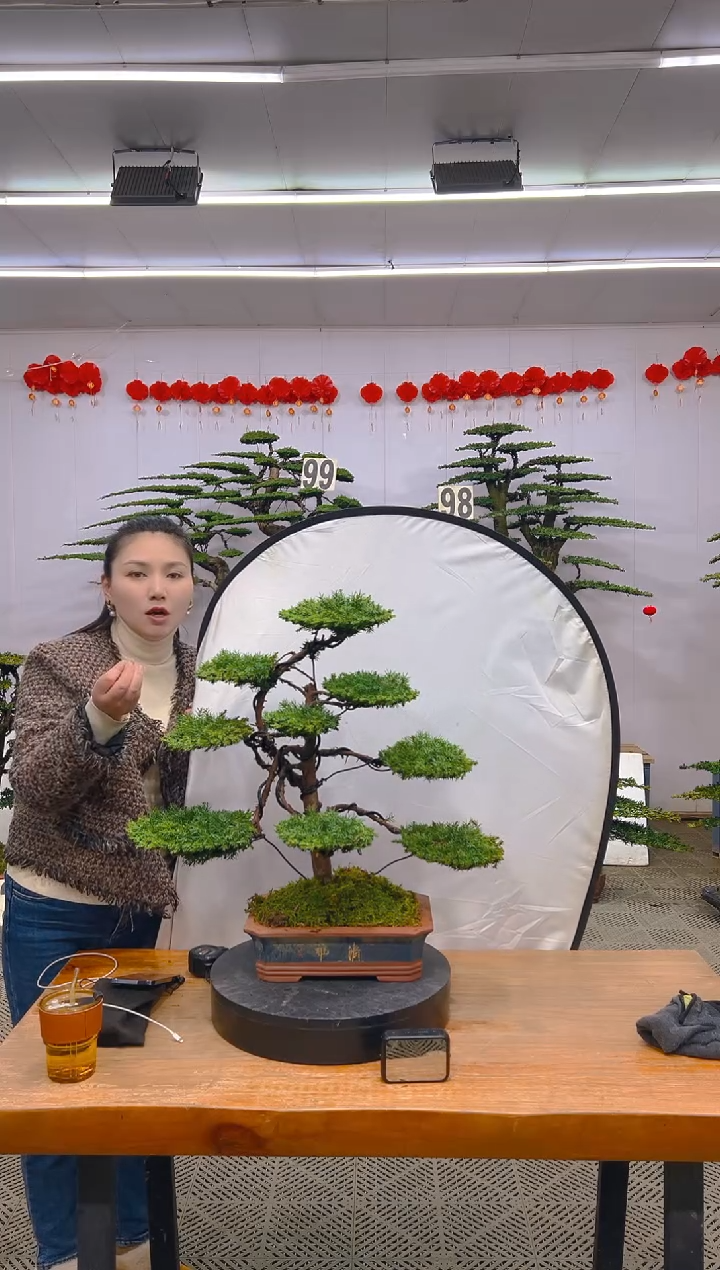 【闪购商品】盆景1