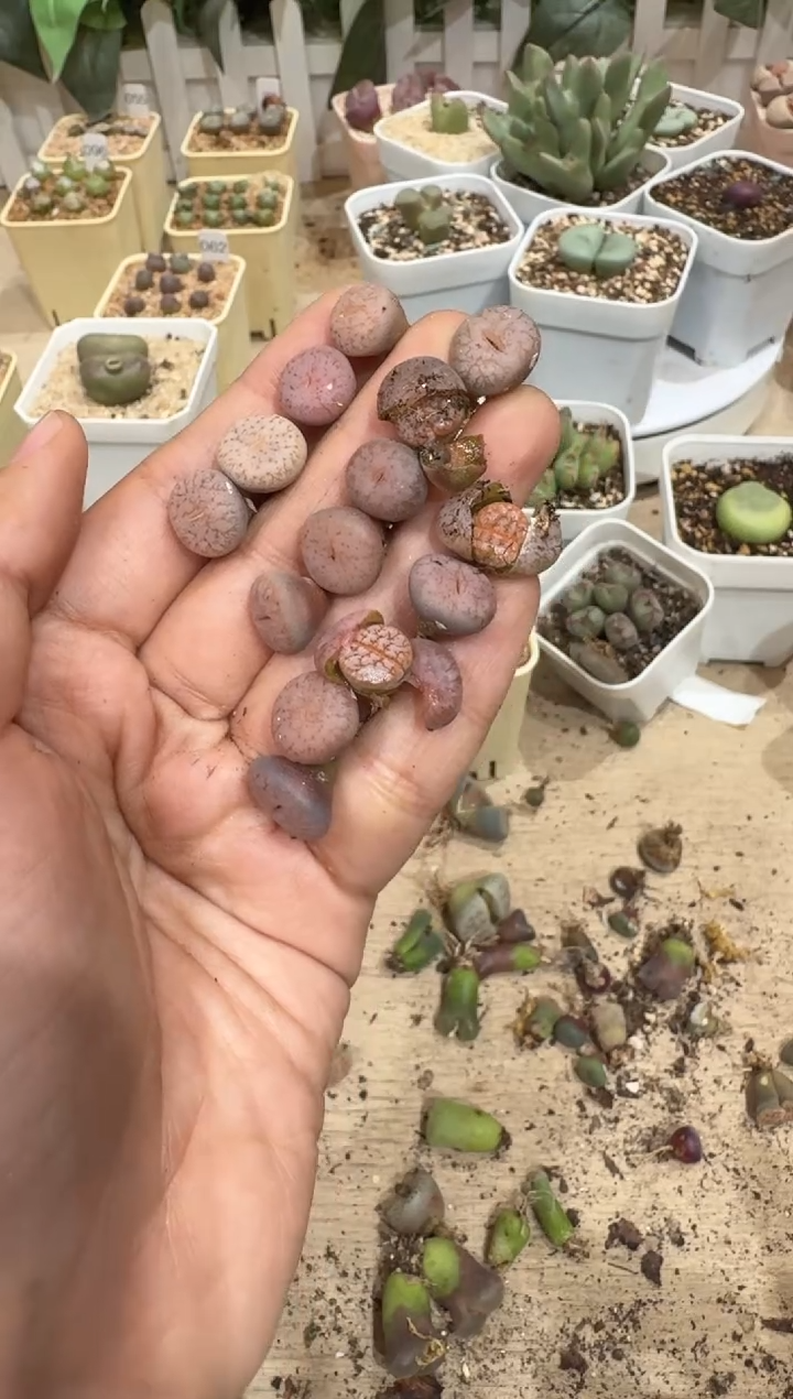 匹*曹28-323多肉植物肉锥