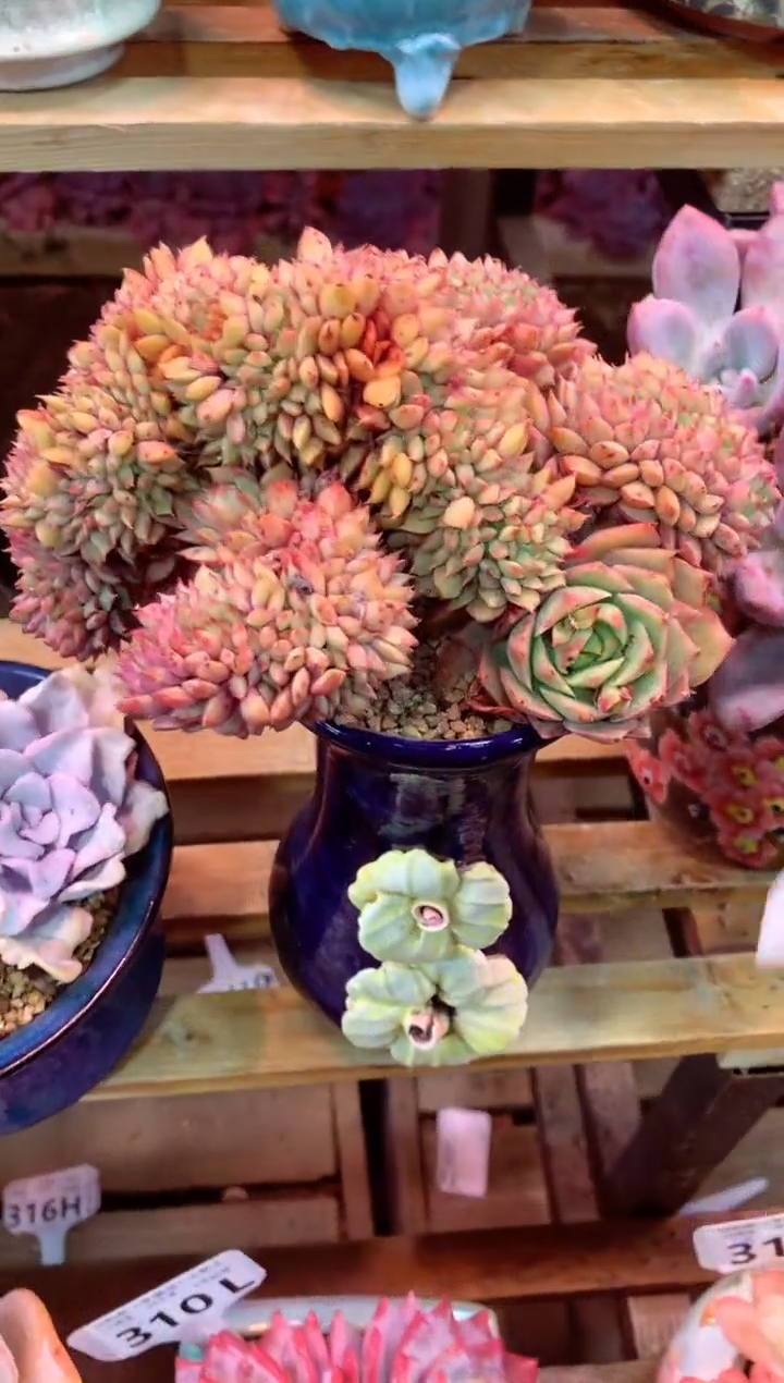 320L（一物一拍，精品多肉，所见即所得 ）