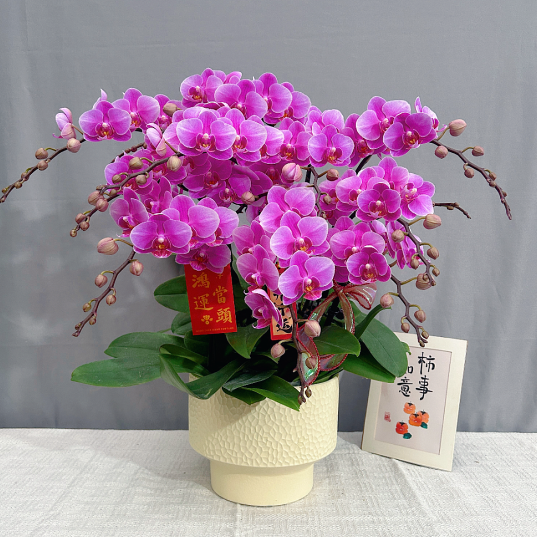花满屋【紫霞仙子-蝴蝶兰】 高端鲜花 花期长送人送礼年宵花
