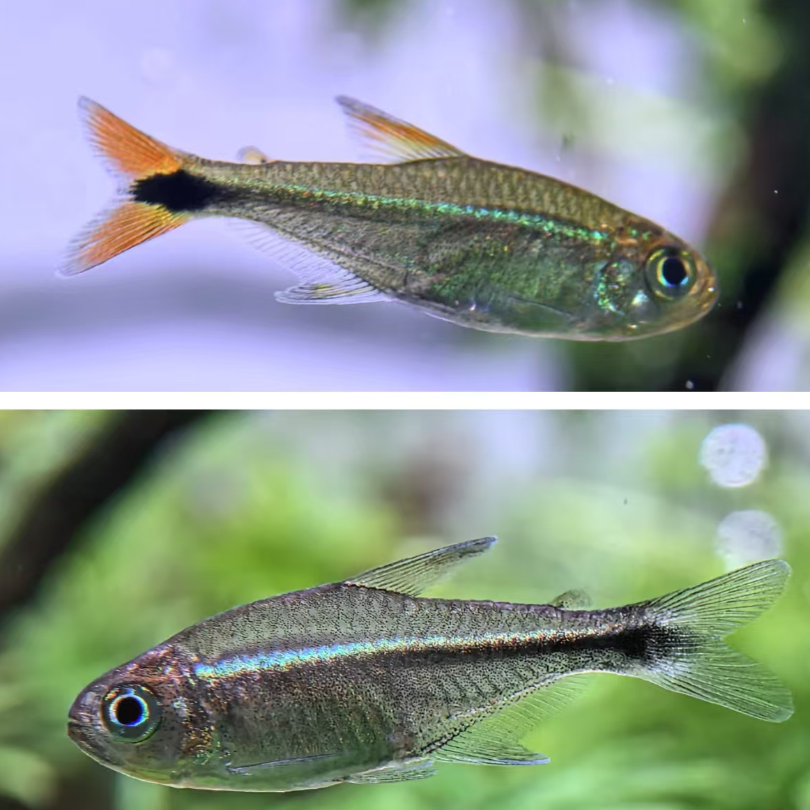 西西小鱼 蓝线精灵灯科鱼