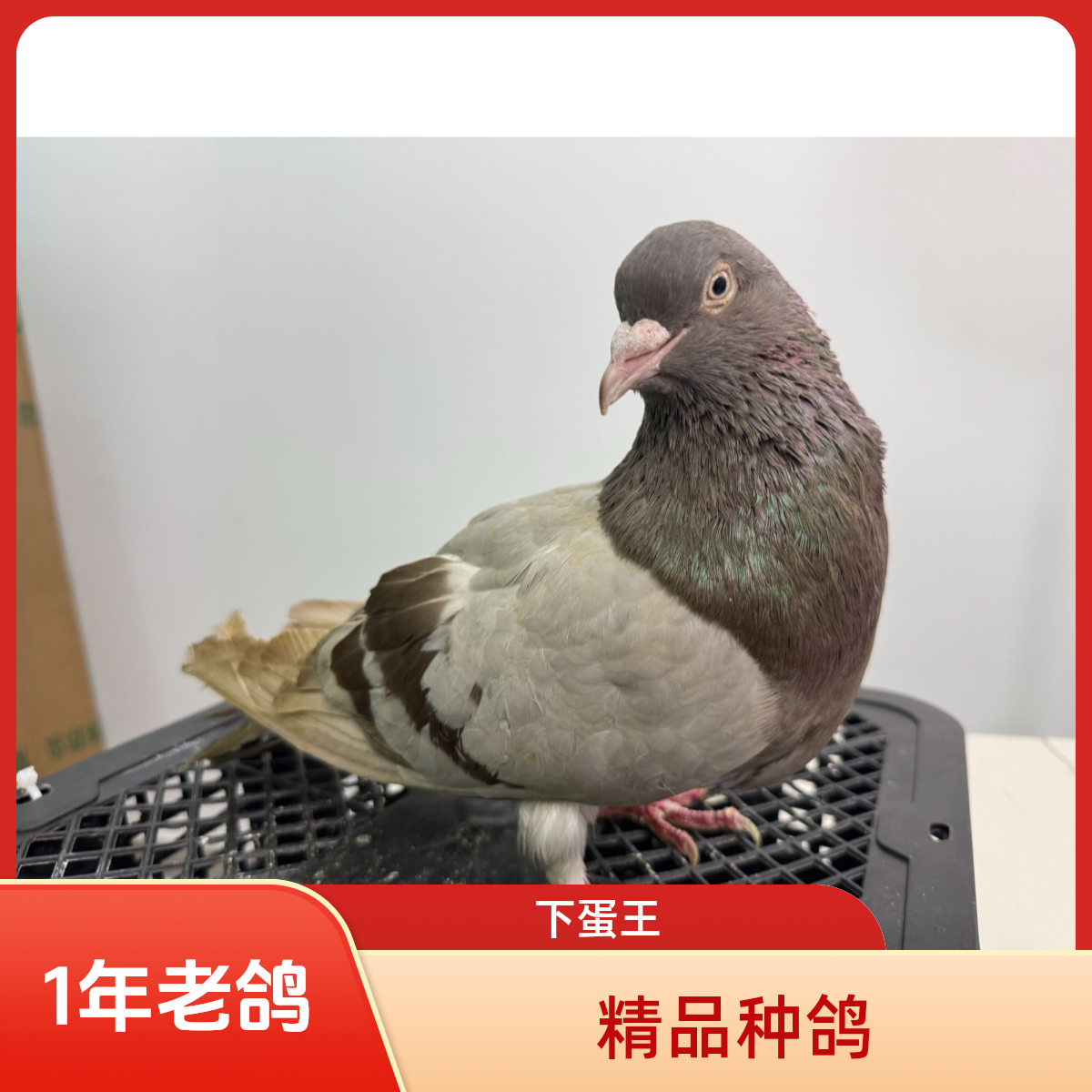 1年精品种鸽下蛋王鸽落地王纯种大体鸽活体生鲜肉鸽2只