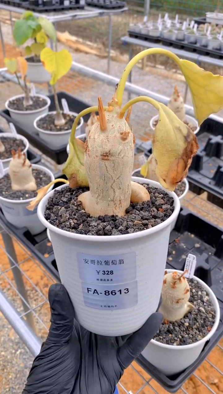 【闪购商品】安哥拉葡萄翁FA-8613