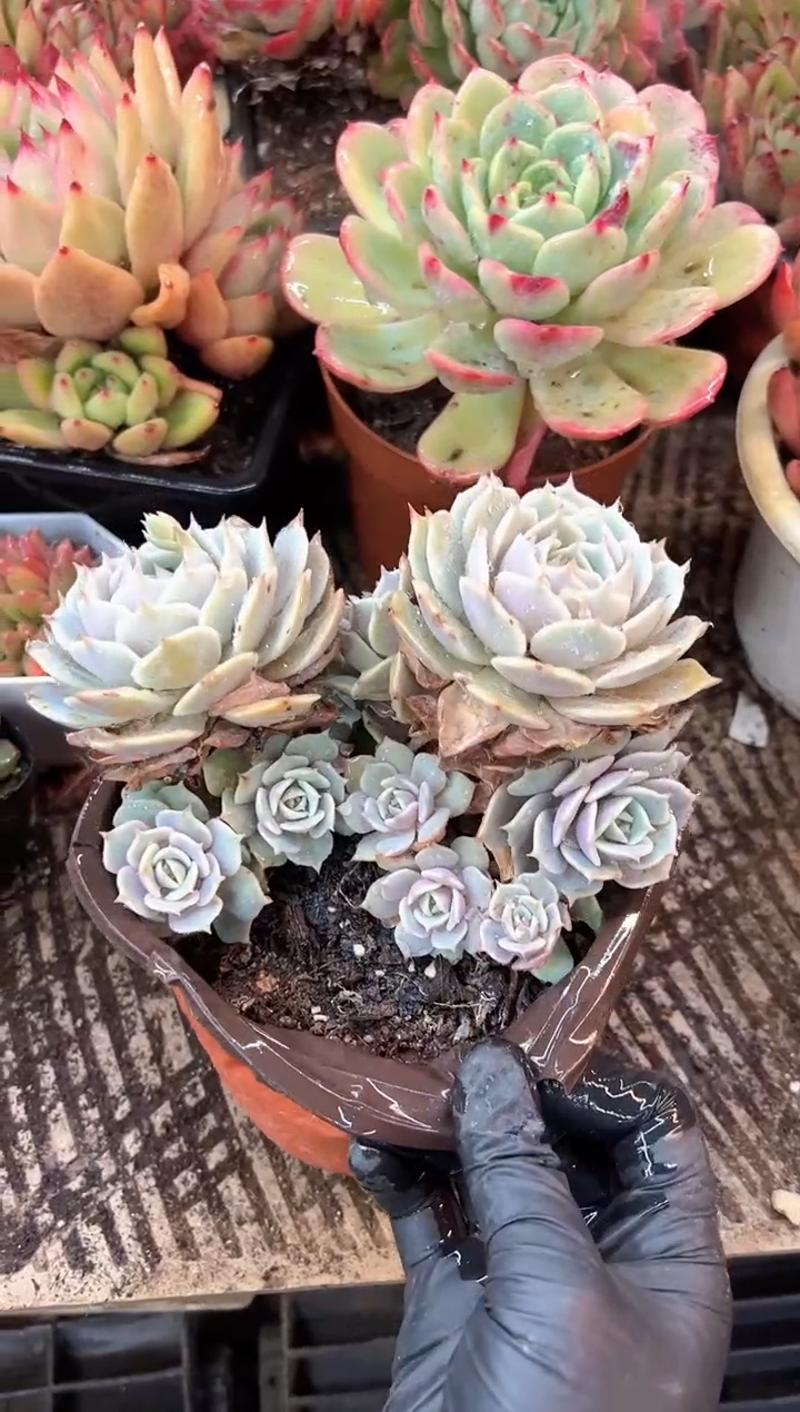 沈*多肉植物一物一拍28564