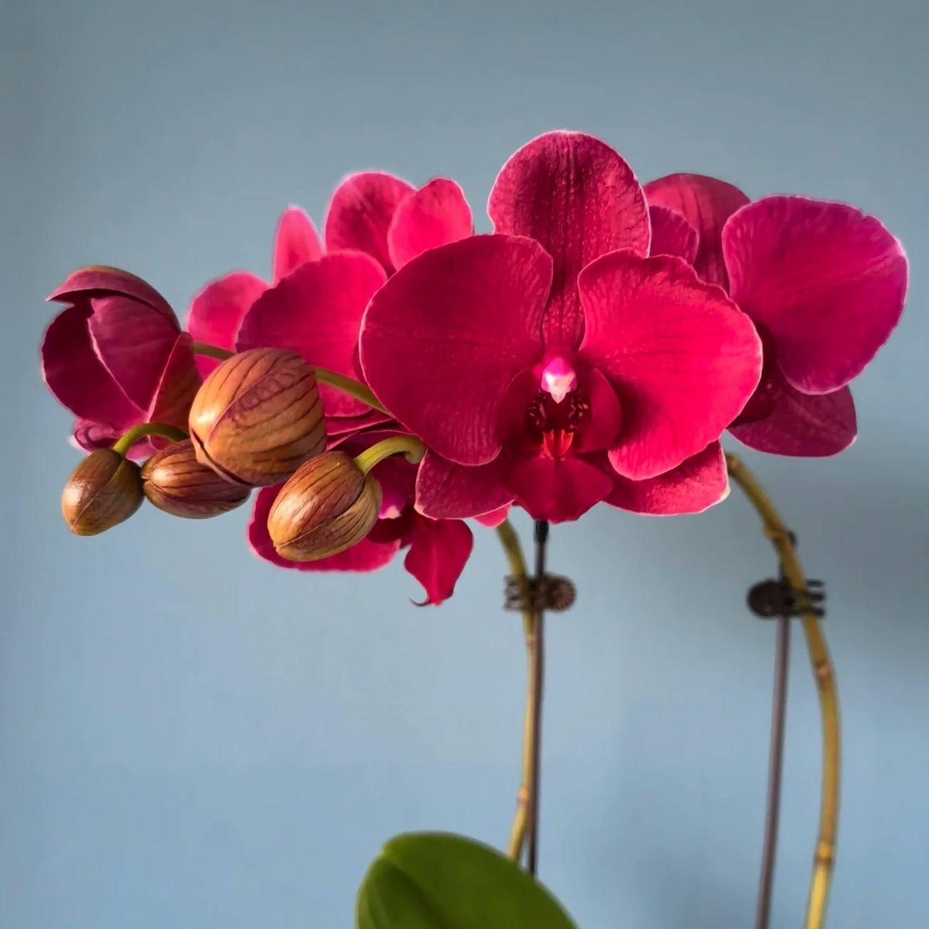 05【蒙特勒】3.0中大花型.精美蝴蝶兰花卉佛山基地批发直播次日达（微瑕）