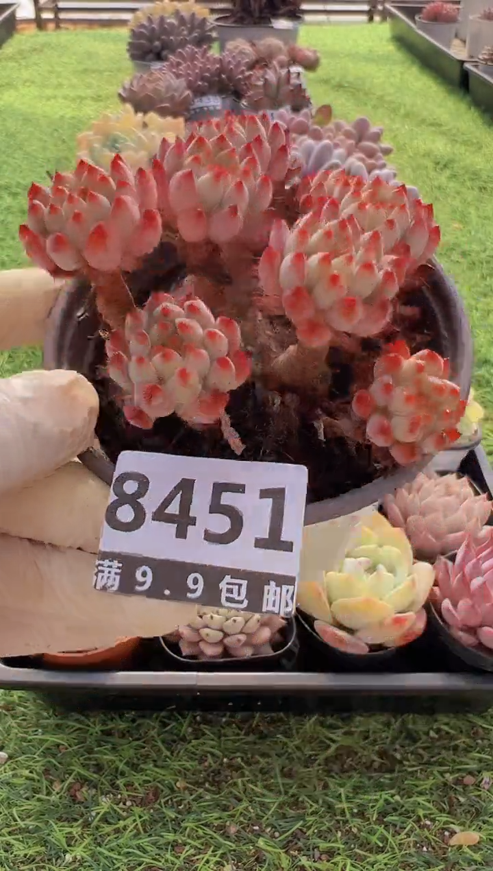 【闪购商品】信福多肉一物一拍