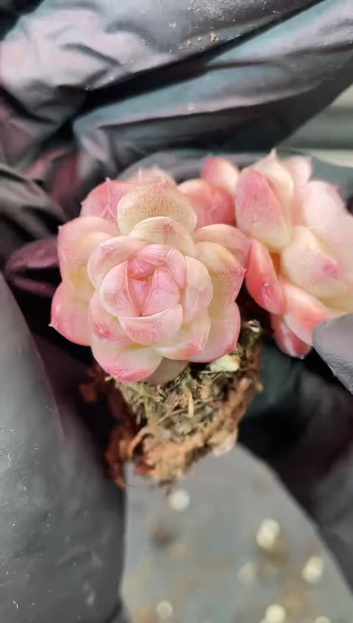 闪购2088  弹珠系列多肉一颗    