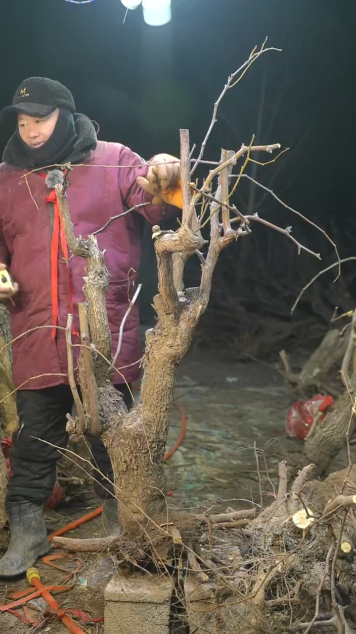 完全开放枣树1269