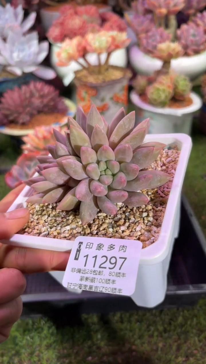 【闪购商品】11297