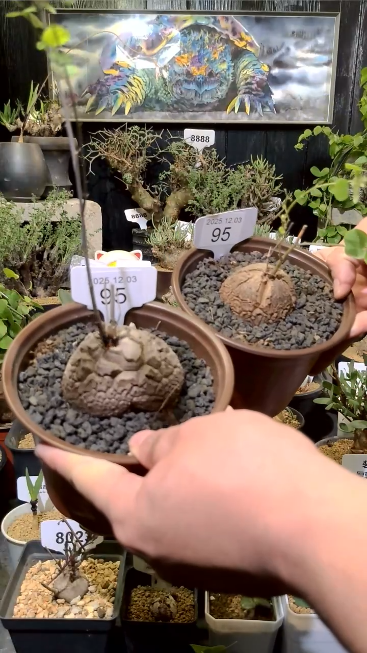 96号1203福利南非龟甲龙买一送一