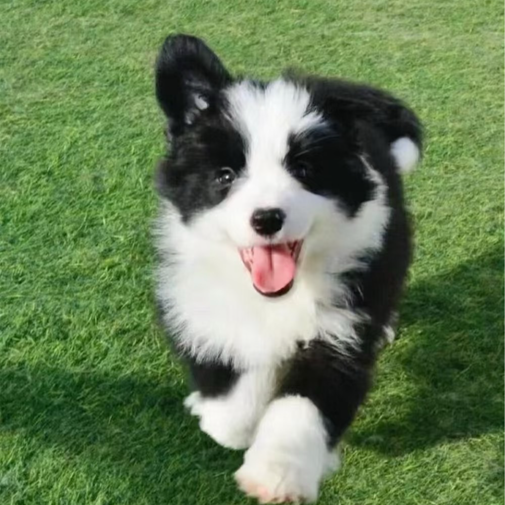 【宠海甄选】边牧阿拉斯加金毛可爱伴侣犬聪明温顺宠物狗狗