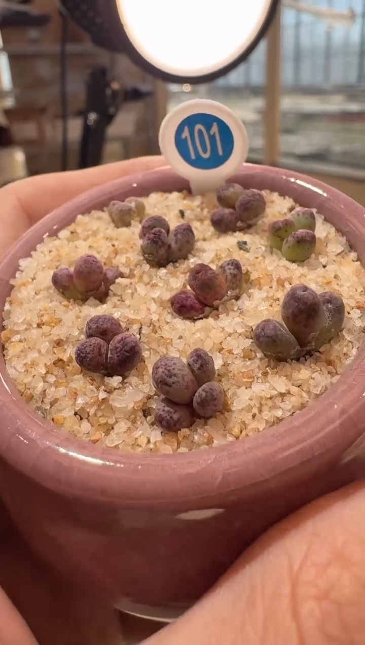 319多肉植物肉锥黑桑葚斑马一颗