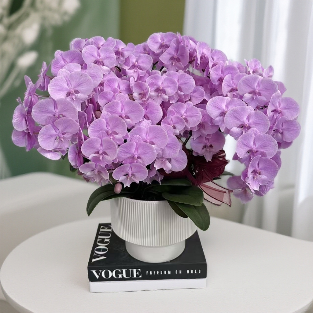 蝴蝶兰《禹城王子》粉紫色系 耐开好养 轻奢高级 室内花花