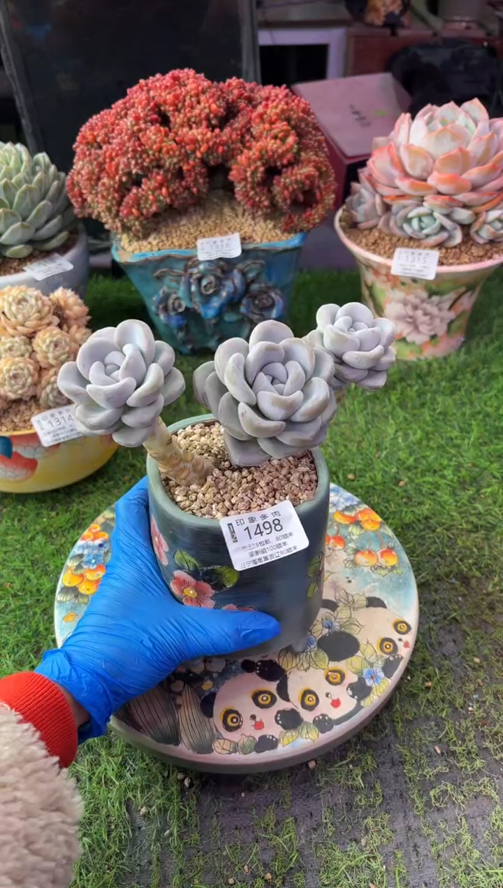 昆明印象多肉1498