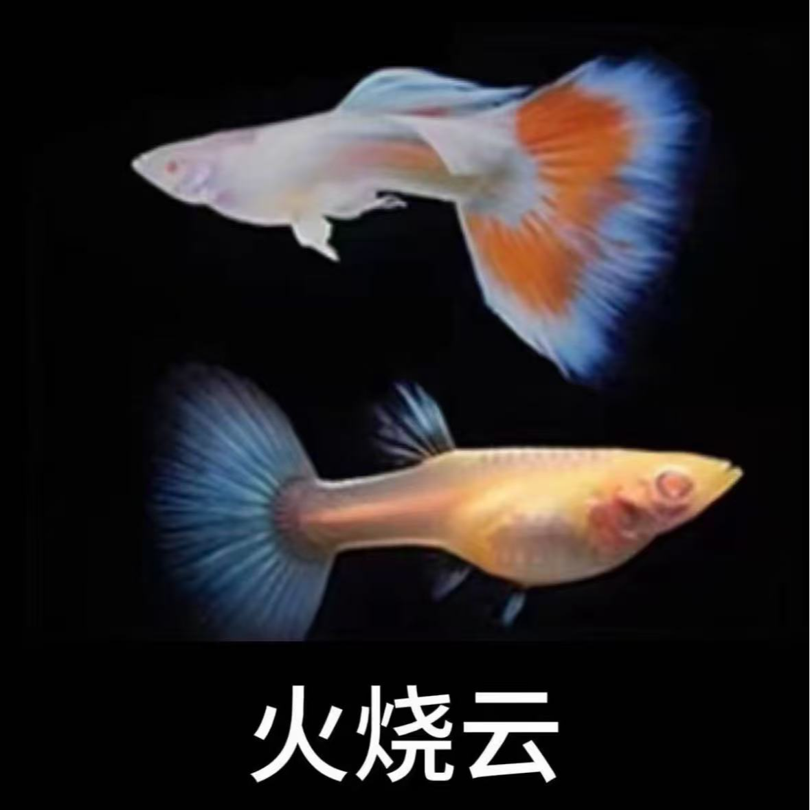 【火烧云】单品孔雀鱼好看好养皮实耐活繁殖能力强观赏鱼