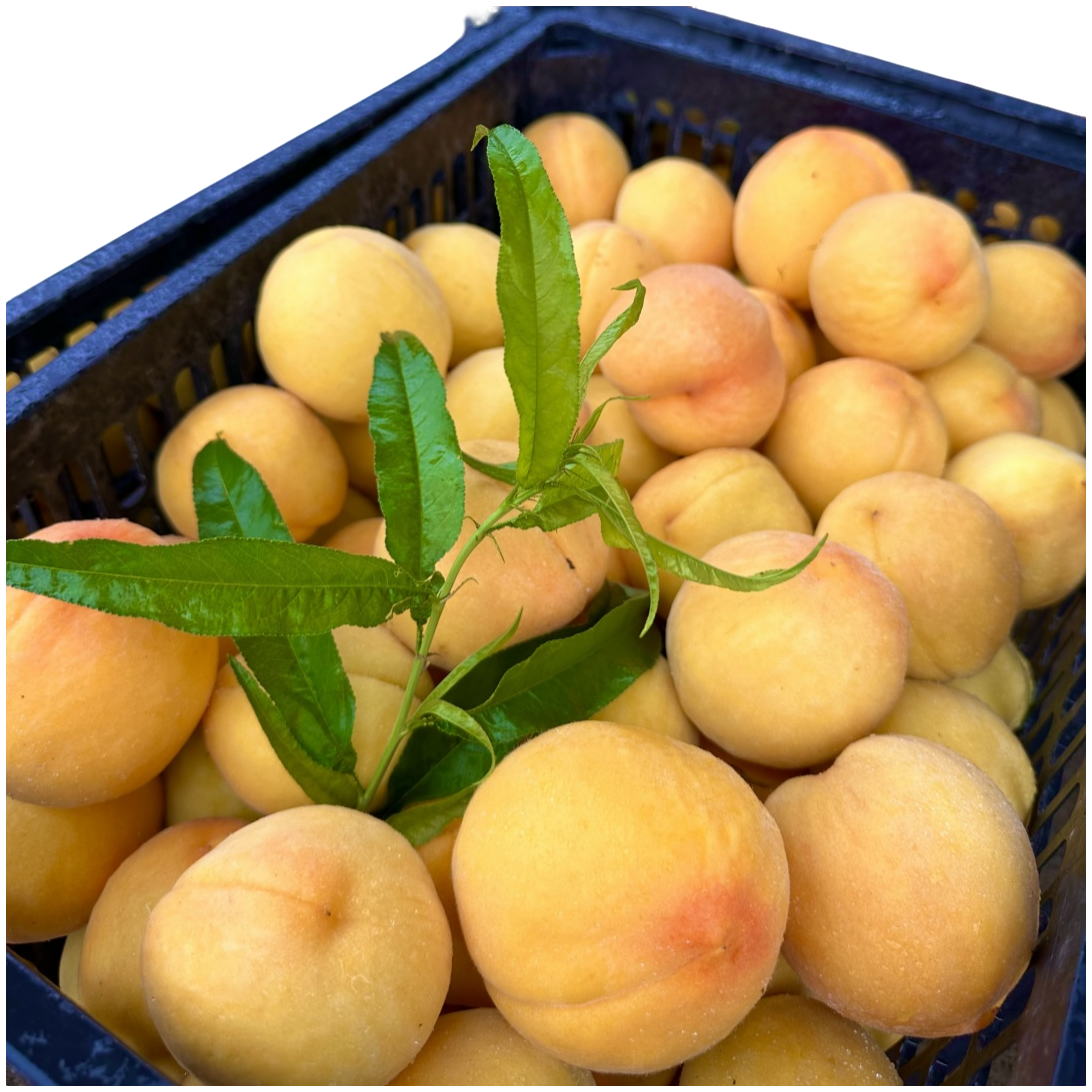 【今天买明天到】正宗黄桃黄金蜜新鲜水果2-4.5斤安徽省