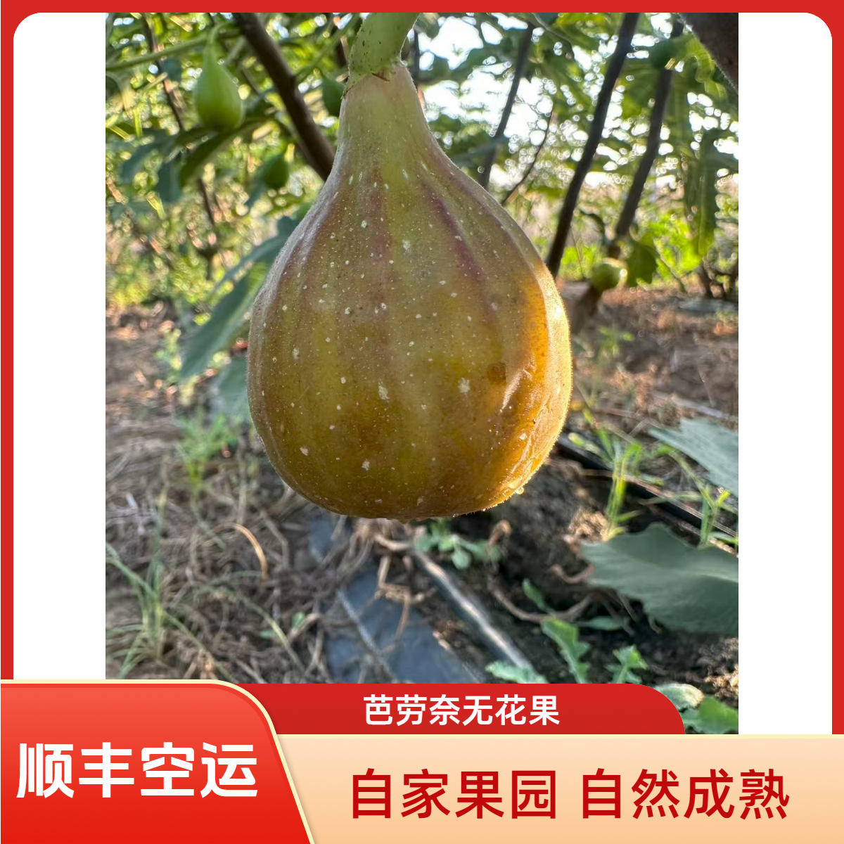 芭劳奈无花果C级果24枚装