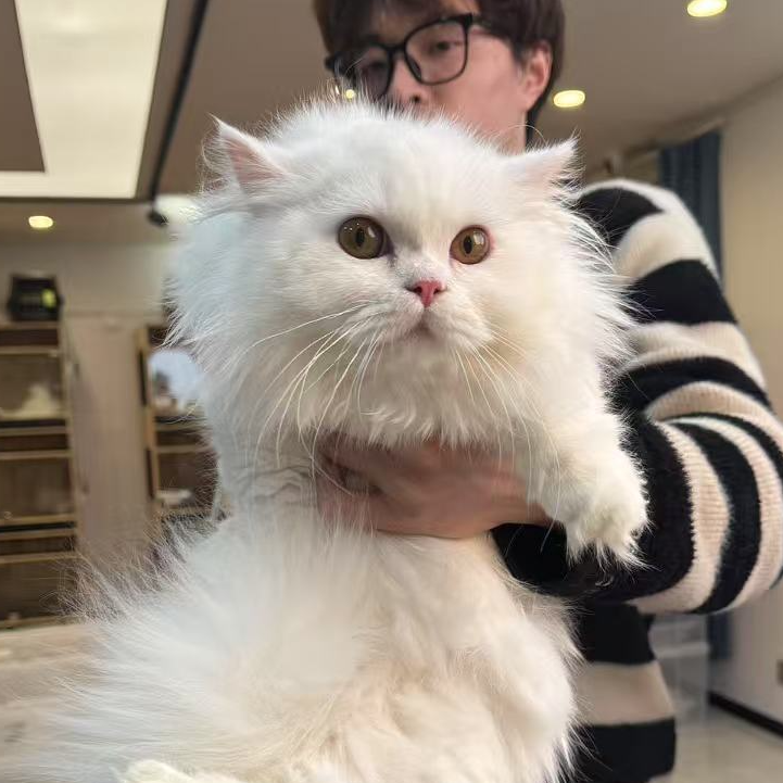 来了姊妹-纯白矮脚猫 弟弟 43