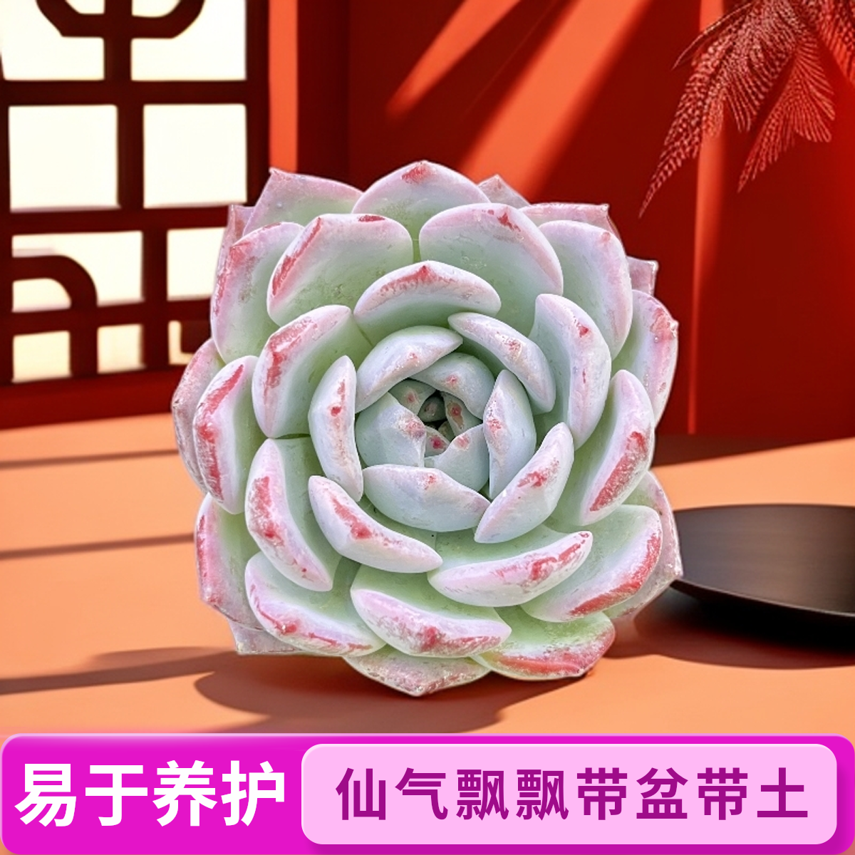 嫦娥多肉 仙气飘飘好看好养带盆带土（2单包邮）