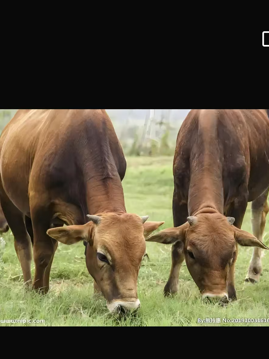 牛肉礼盒~端午佳节