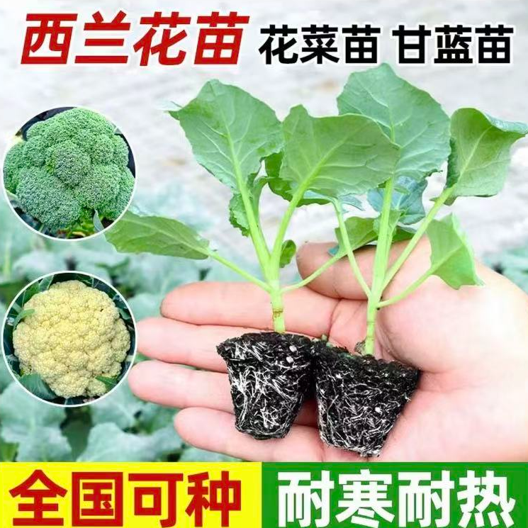 四季花菜西兰花秧苗羽衣甘蓝带土寿光苗场直发