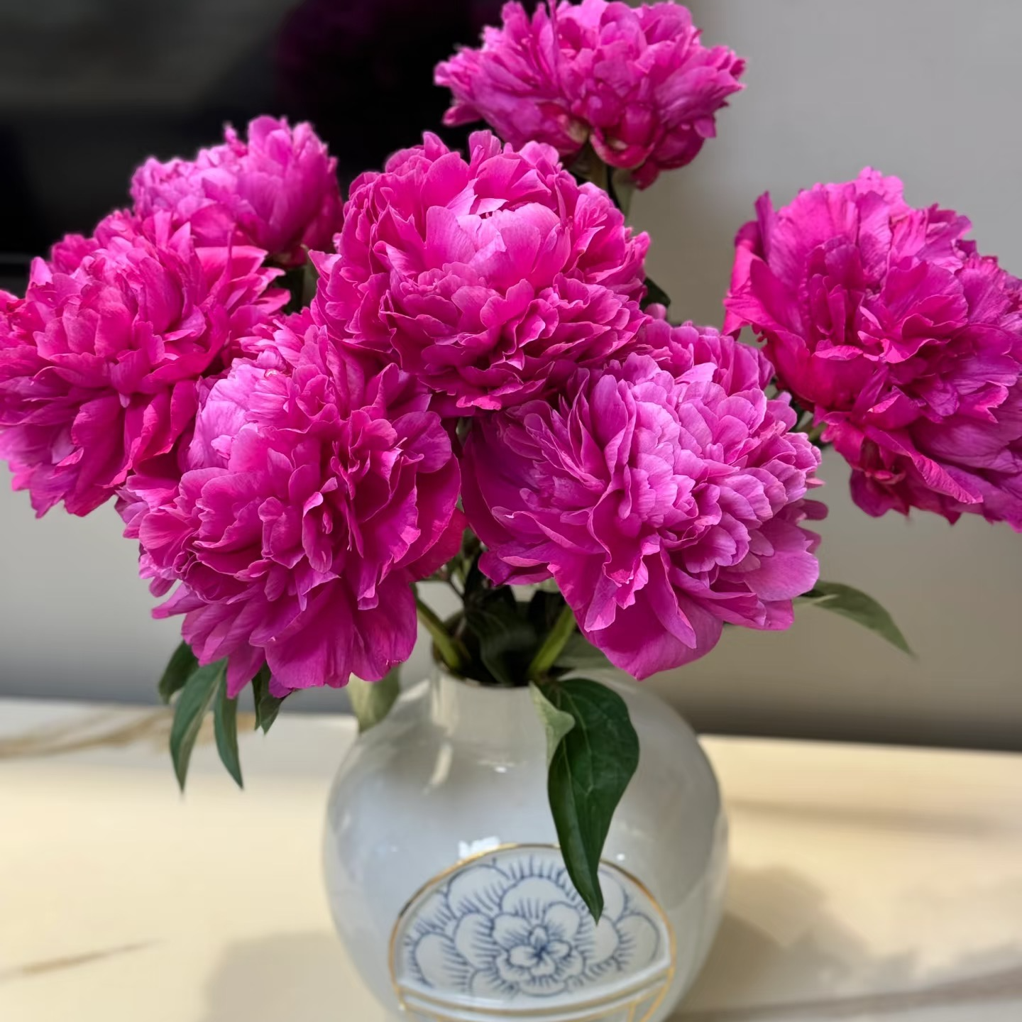 【花和优品】红珊瑚----芍药