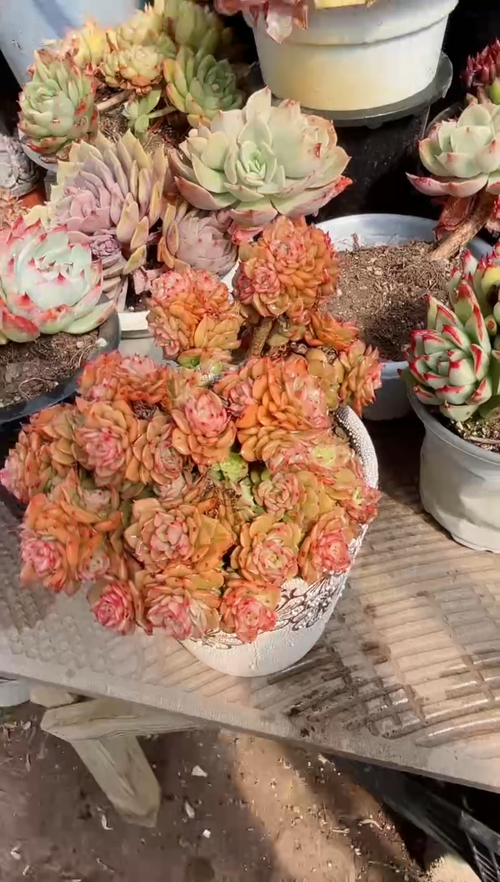 【闪购商品】22308