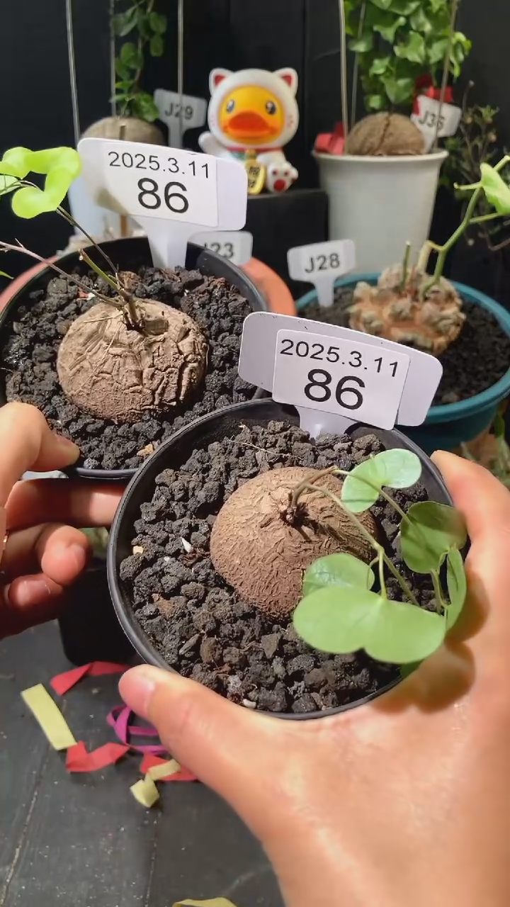 【闪购商品】南非龟甲龙3.11.86