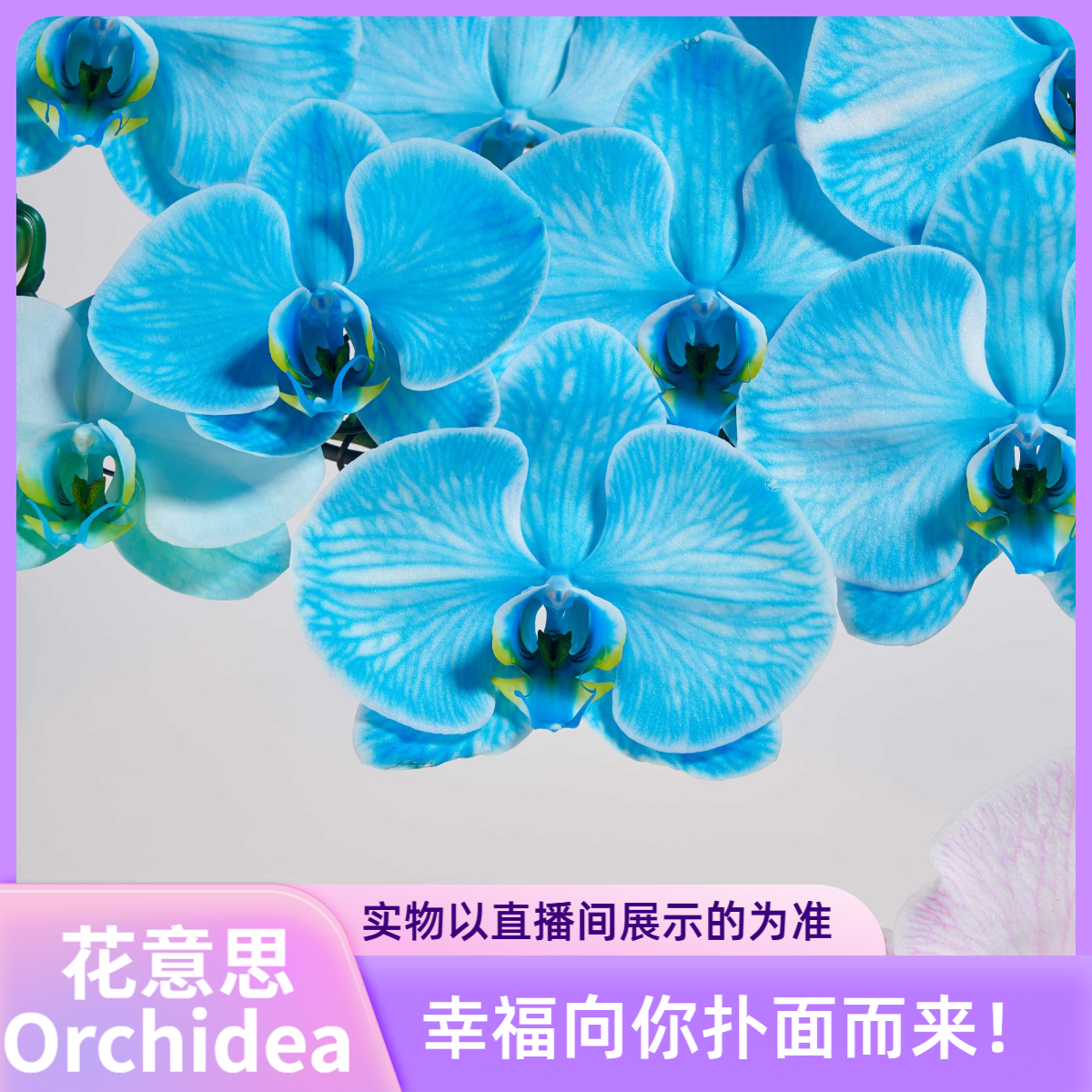 花意思【1398链接】蝴蝶兰艺术盆景-一物一拍-景德镇高端瓷器-客厅玄关-公司前台-送礼自用兰花