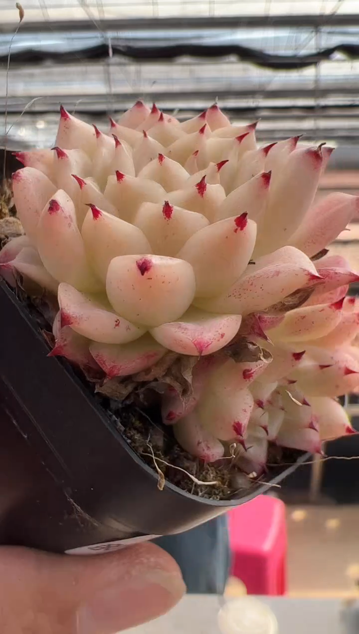 【闪购商品】新款多肉-132