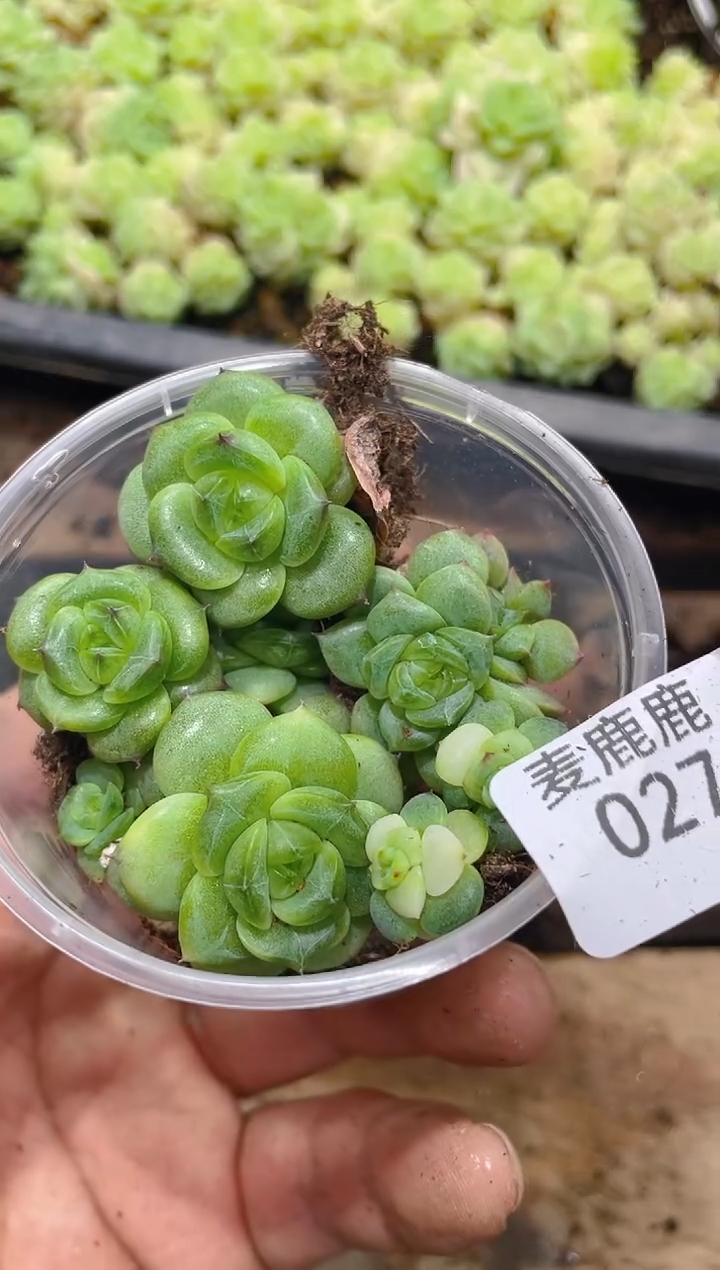 027翡冷翠   45号脸     量拍