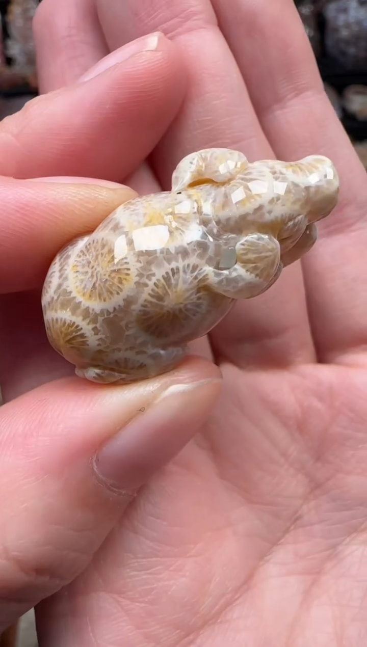 颈饰未镶嵌硅化珊瑚（珊瑚玉）651