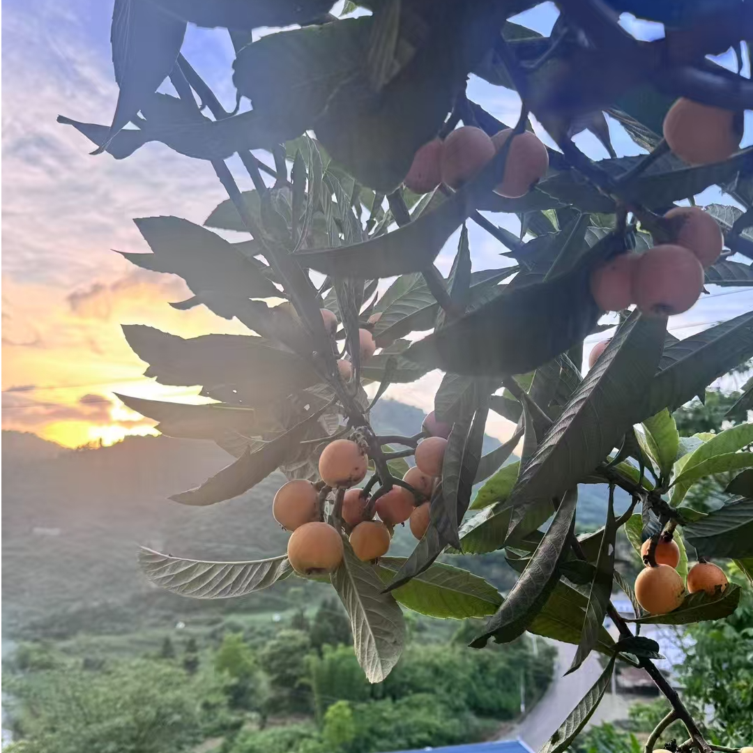 【新鲜枇杷】贵州高山五星大枇杷新鲜当季水果皮薄软糯