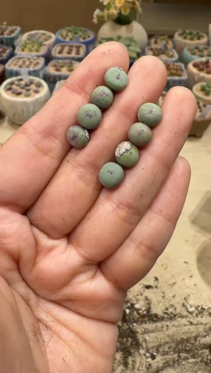 6-65多肉植物肉锥